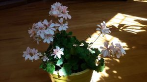 Зональная пеларгония Honeywood Suzanne