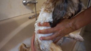 ДОГВЛОГ: Как помыть собаку летом? Тихон научился говорить!? ШИ-ТЦУ