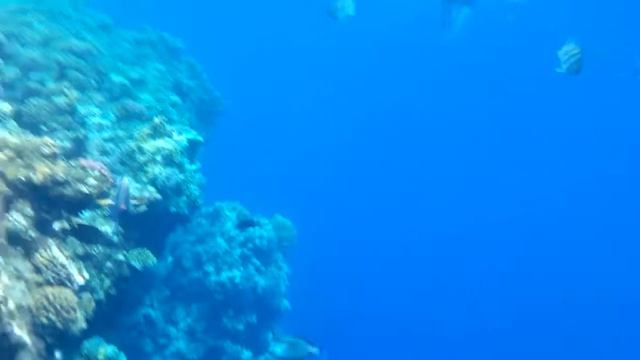 снимал рыбок в красном море! смотреть онлайн