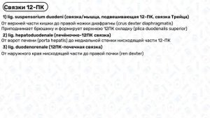Анатомия 12ПК, двенадцатиперстная кишка: строение, топография, связки. Анатомия тонкого кишечника