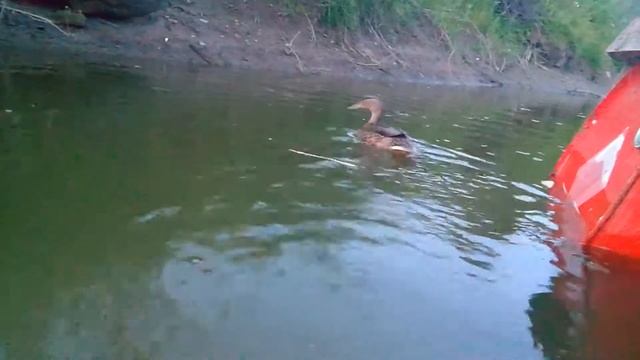 Утка любит семечки