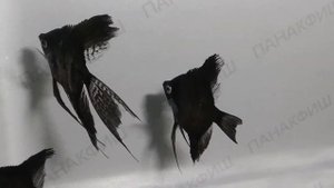 Скалярия чёрная дымчатая (Pterophyllum scalare)