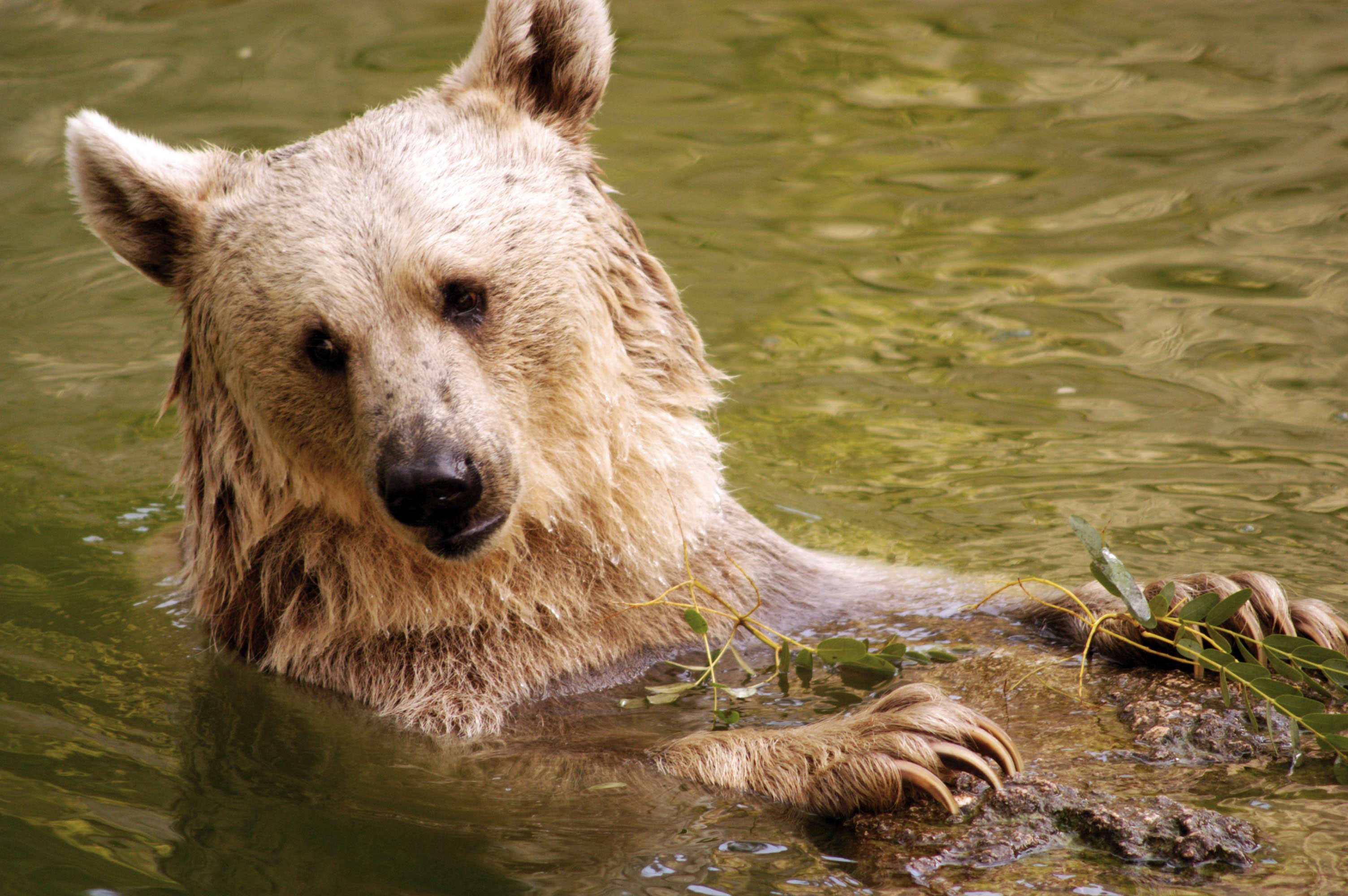 Медведь наслаждается отдыхом в Долине гейзеров на Камчатке.