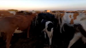 Обзор коров и телят на степи подсосных.