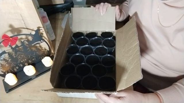 Посев земляники садовой крупноплодной (клубники) Подготовка грунта. Стратификация.