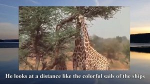 Виталий Псарев, Андрей Анкудинов  - Жираф  муз. З.Раздолина ст. Н. Гумилев