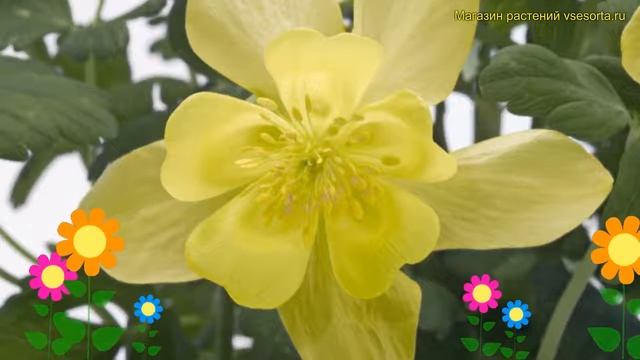 Аквилегия голубая Спринг Мэджик Еллоу. Краткий обзор aquilegia caerulea Spring Magic Yellow смотреть онлайн