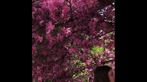 Яблони в цвету! Москва, Екатерининский парк (май 2023)