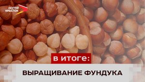 Выращивание фундука в России активно развивается в последние годы
