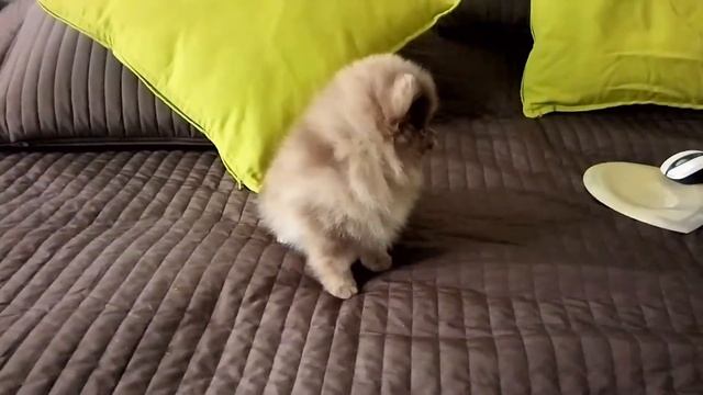 Померанский шпиц шоколадный мрамор смотреть онлайн