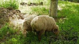 Овечки на ферме