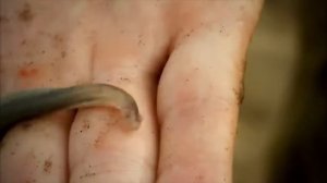 10 ужасных обитателей реки Амазонка