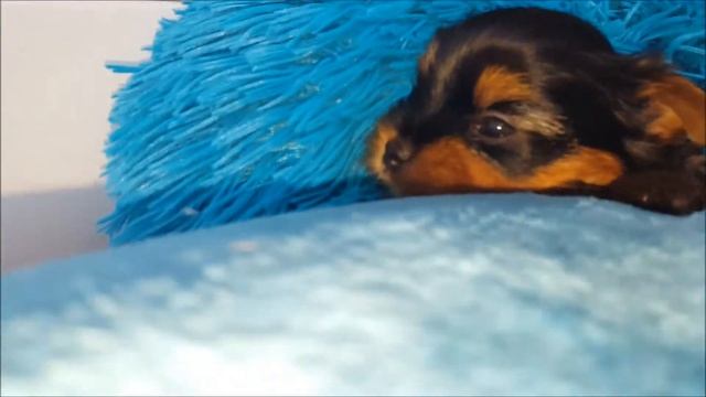 НА НИХ МОЖНО СМОТРЕТЬ ВЕЧНО .МАЛЫШИ ЙОРКИ. смотреть онлайн