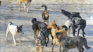 КАК ЗАЩИТИТЬСЯ ОТ НАПАДЕНИЯ СОБАКИ! ВАЖНЫЕ СОВЕТЫ