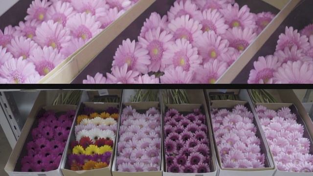 Cash&Carry "Цветы от Мачелюка". Цветы и декор оптом в центре Москвы смотреть онлайн