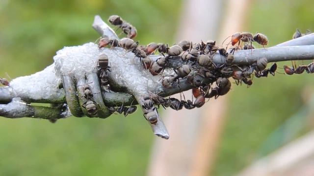 UNUSUAL INSECTS|НЕОБЫЧНЫЕ НАСЕКОМЫЕ ЗЕМЛИ 4K смотреть онлайн