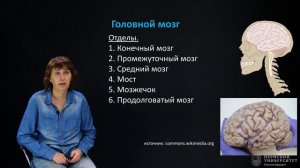 Анатомия человека (часть 6) | Открытый университет