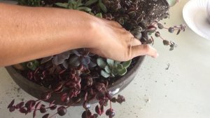 Succulent Refresh:  Indoor Garden Bowl Redo | Crassula ovata "Gollum" Rescue