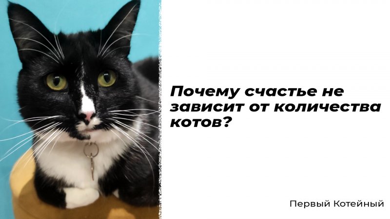 Почему счастье не зависит от количества котов? ?