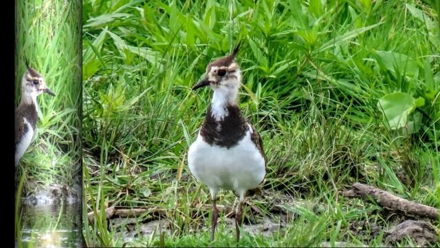 Бекасавидный веретейник, круглоносый_плавунчик, чибисы, кулики на пруду. Кемерово смотреть онлайн
