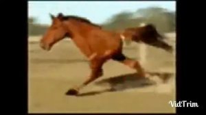 Самое тупое и смешное видео на планете