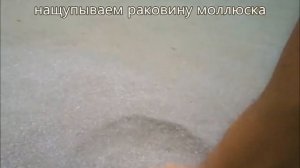 ГДЕ У РАКУШЕК НОГИ ?  Как без ног ракушки бегают, а Без рук копают песок?