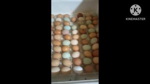 Ты не поверишь!, Курочек больше не покупаю.Вывод курочек дома.