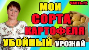 Убойный урожай картофеля. Часть 2. Мои сорта картофеля.