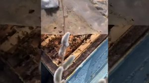 Весенняя подкормка  пчел канди из меда и пыльцы. Белковая подкормка пчелам Первый облет пчел