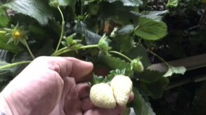 Обзор сорта Свит Энн