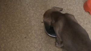 чем кормить французского бульдога