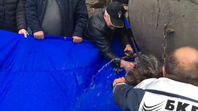 Запуск рыбы в колхозный пруд Линево Волгоградскаяобласть
