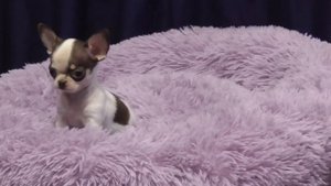 Микро,Мини и Стандарт @@@ Семейка ЧИХУАХУА