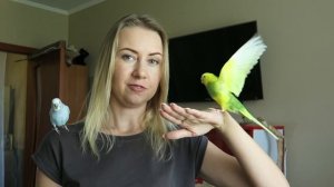 КАК Я НАУЧИЛА ПОПУГАЯ ГОВОРИТЬ. ГОВОРЯЩИЙ ПОПУГАЙ ТОША