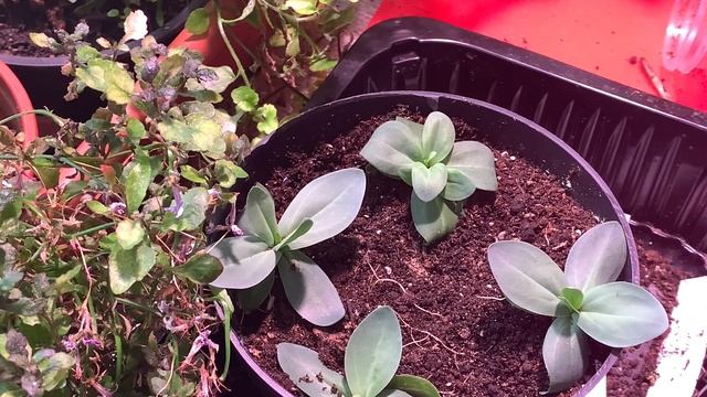 ЭУСТОМА пересадка в 2 месяца, мой опыт и советы. Удобрения и условия содержания смотреть онлайн