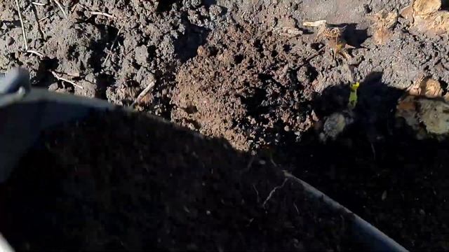 РОЗА ПРОСНУЛАСЬ ПОСЛЕ ПЕРВОЙ ПОДКОРМКИ. ПРОДОЛЖАЮ РЕАНИМИРОВАТЬ. ПОДКОРМКА ВСЕХ РОЗ В МАЕ. смотреть онлайн