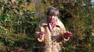 Пионы.  Пересадка, деление, подкормка.