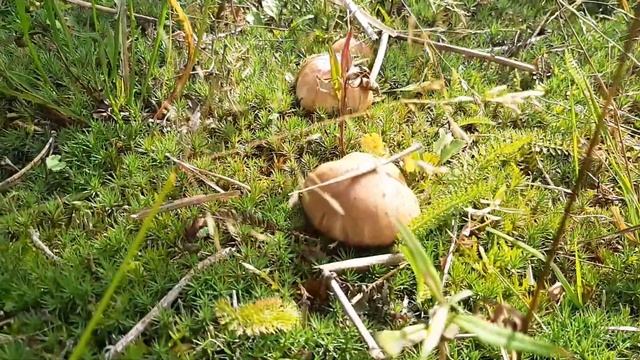 ВЯТСКИЕ ГРИБОЧКИ ! Кировская область, Белая Холуница. смотреть онлайн