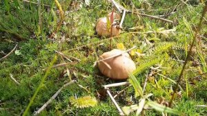 ВЯТСКИЕ ГРИБОЧКИ ! Кировская область,  Белая Холуница.