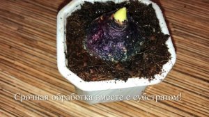 Выгонка Луковичных в Домашних Условиях / От посадки До Цветения