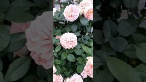Троянда "Вільям Морріс"              Роза "Уильям Моррис"