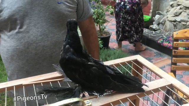 Самые красивые голуби Узбекистана 2020 Uzbekistan pigeon tumbler смотреть онлайн