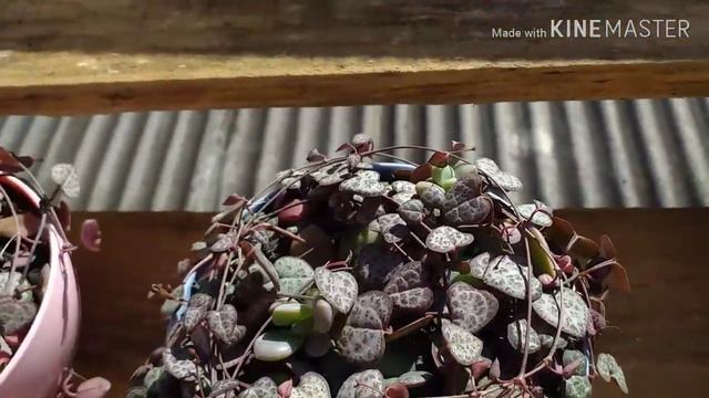 Planta coração/Ceropegia woodii como cultivo meu coração emaranhado #suculentas смотреть онлайн