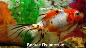 ЗОЛОТАЯ РЫБКА?/Рыбы/Животные/Интересные факты