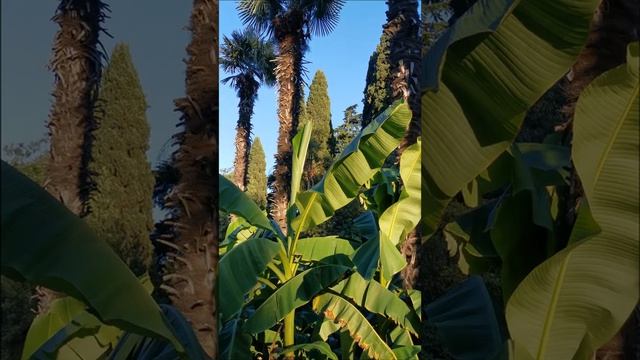Отдых в Крыму. Море 2020. Crimea / Yalta / Крым / Большая Ялта / Гурзуф. Электричество (LUMEN)