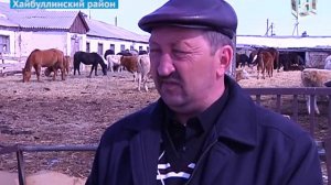 Фермеры Хайбуллинского района Башкирии в отчаянии