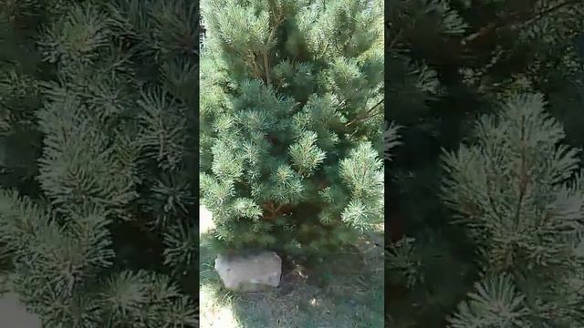 Сосна обыкновенная 'Watereri' ('Pinus sylvestris Watereri')