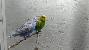 Разведение канареек. Вторая кладка. Часть 2