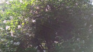 Соловей распелся в кустах сирени. Голос соловья.