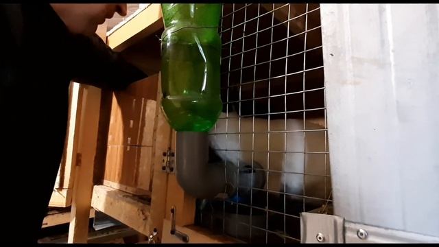 Когда убрать маточник#Лечим коньюктевит у крольчат#.Кроличьи дела смотреть онлайн